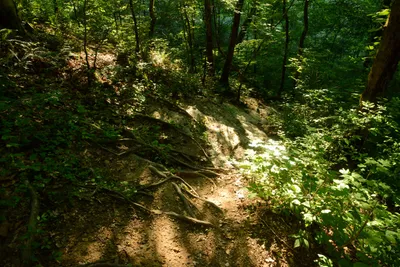 DSC_2817 (Large).JPG